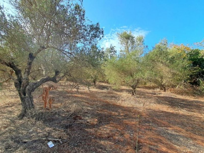 Armeni bei Chania MIT VIDEO: Kreta, Armeni bei Chania: Erstklassiges Baugrundstück mit Bergblick, Obstgarten und Strandnähe Grundstück kaufen